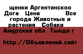 щенки Аргентинскоо Дога › Цена ­ 25 000 - Все города Животные и растения » Собаки   . Амурская обл.,Тында г.